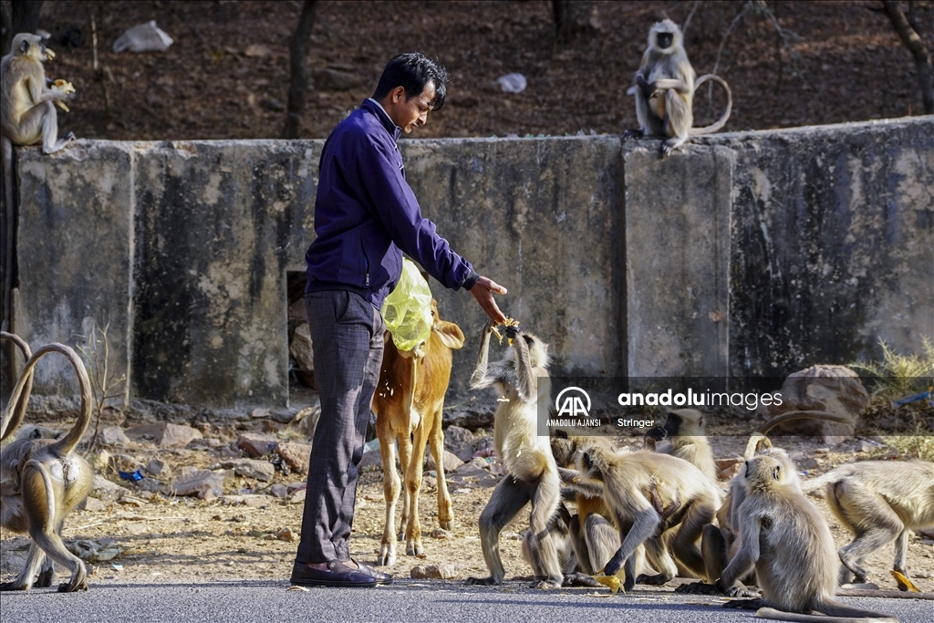 Hindistan'daki langur maymunları