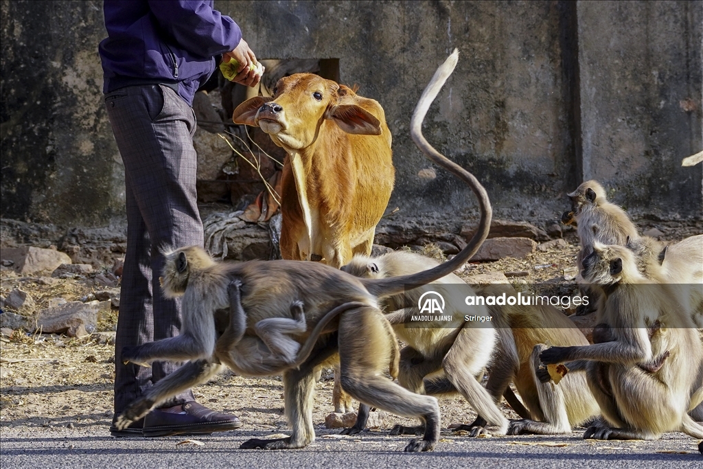 Hindistan'daki langur maymunları