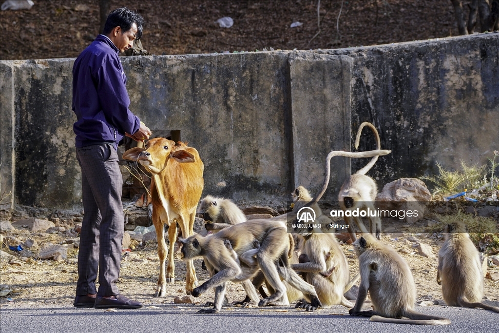 Hindistan'daki langur maymunları