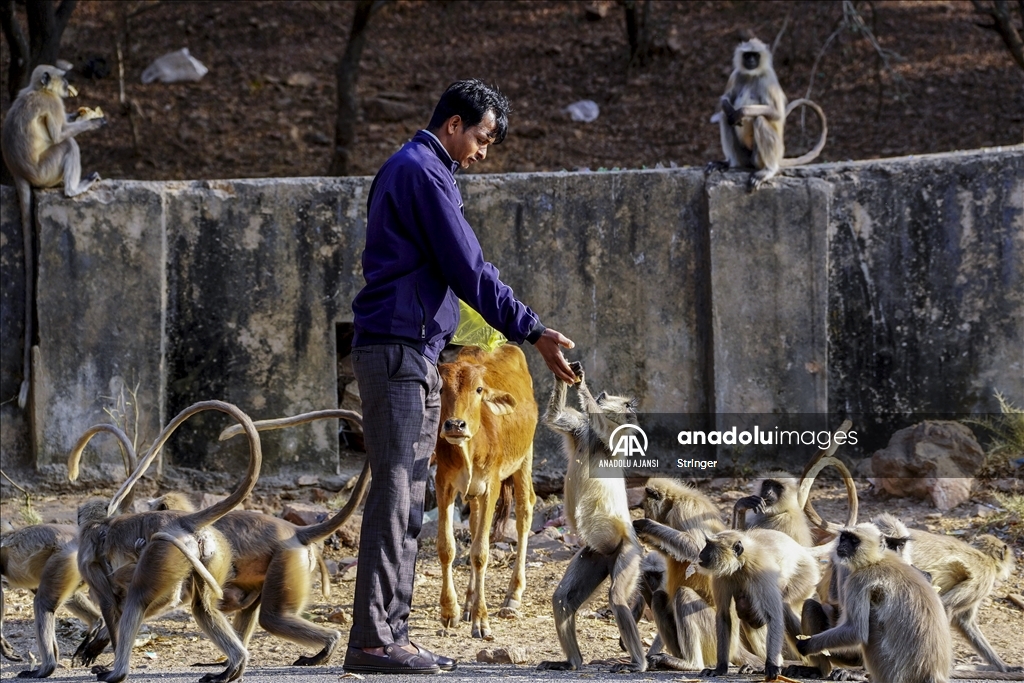 Hindistan'daki langur maymunları