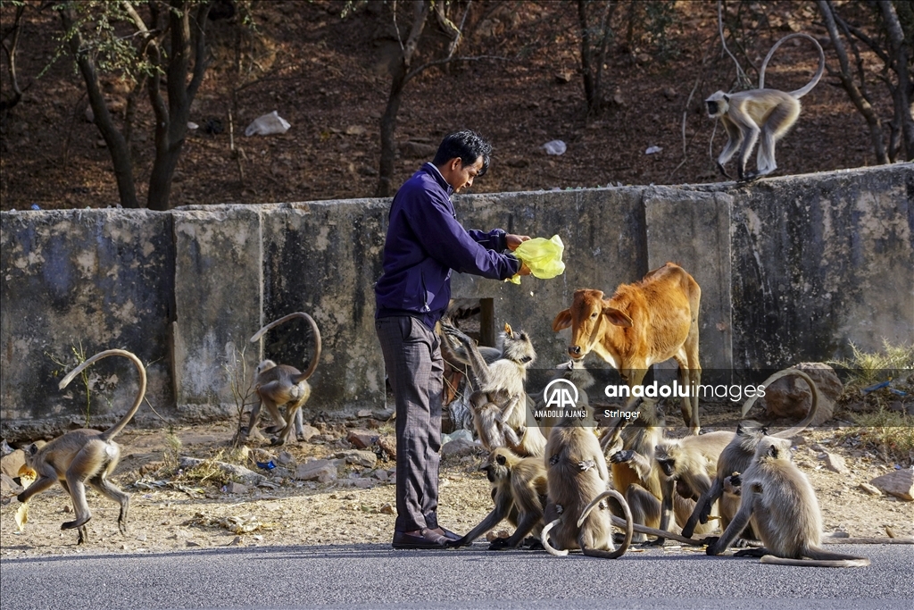 Hindistan'daki langur maymunları