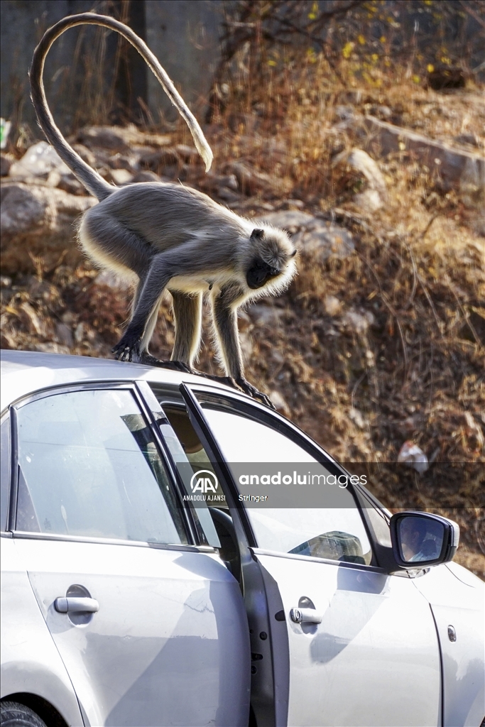 Hindistan'daki langur maymunları