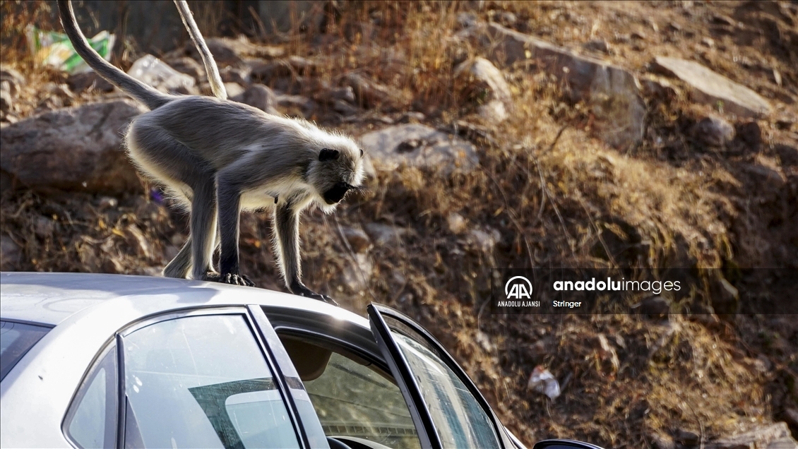 Hindistan'daki langur maymunları