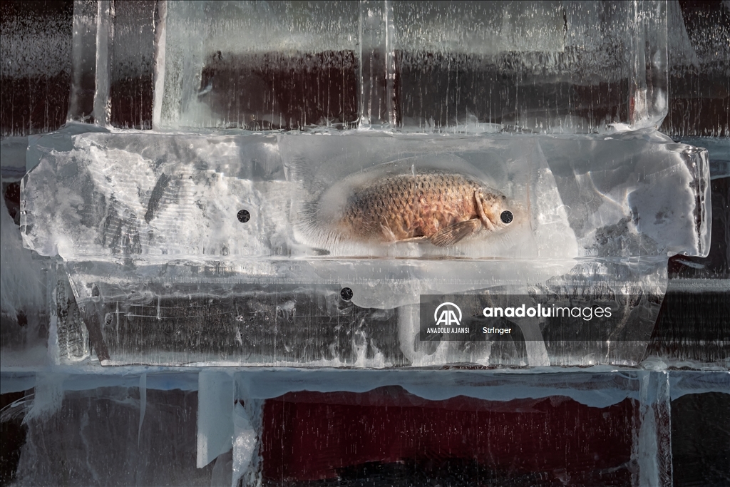 Harbin Uluslararası Buz ve Kar Heykel Festivali