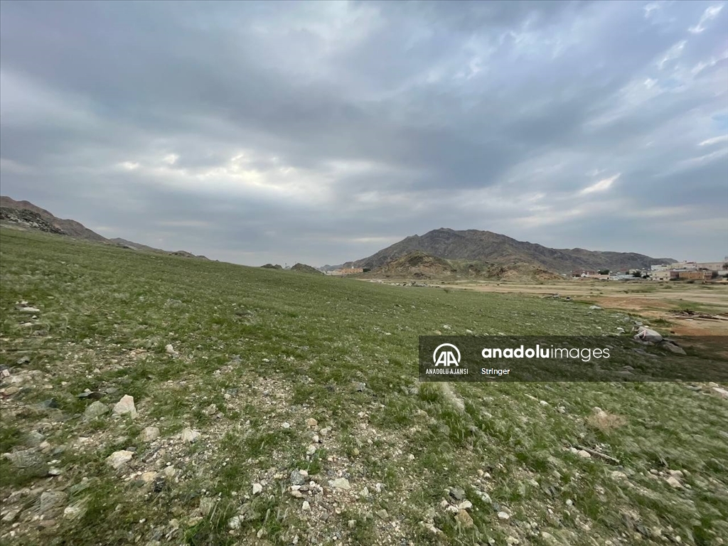 Mekke'de yağışların ardından dağlar ve ovalar yeşile büründü
