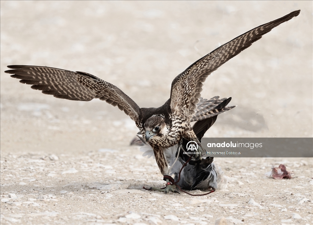 "مرمي 2023" في قطر.. مهرجان عالمي للصيد بالصقور