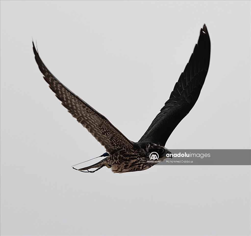 "مرمي 2023" في قطر.. مهرجان عالمي للصيد بالصقور