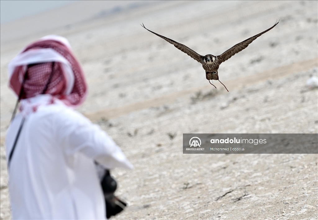 "مرمي 2023" في قطر.. مهرجان عالمي للصيد بالصقور