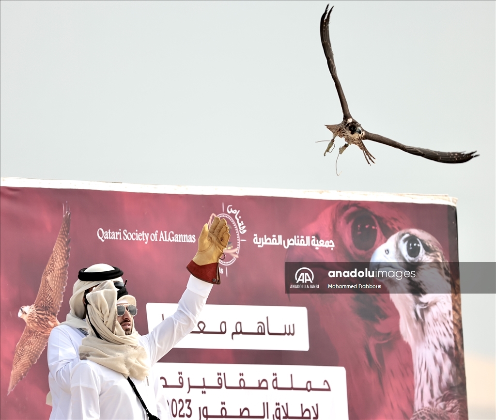 Katar'da düzenlenen festivalde şahinler hünerlerini sergiliyor