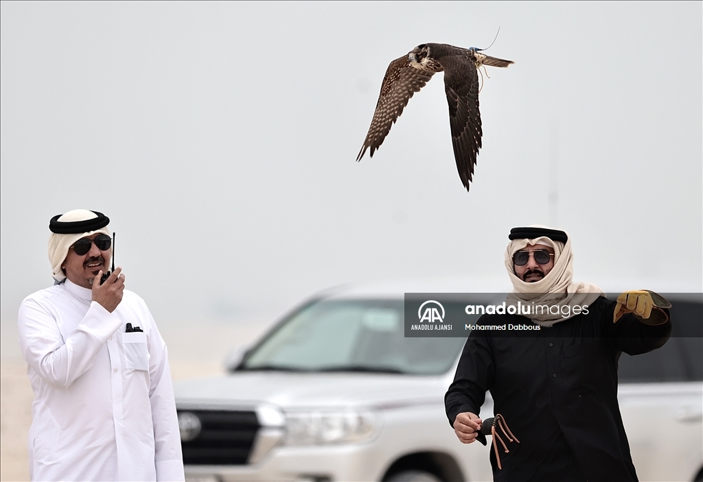 Katar'da düzenlenen festivalde şahinler hünerlerini sergiliyor