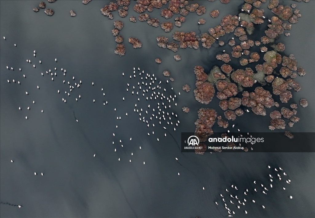 Migratory birds stay in Europe due to hot weather