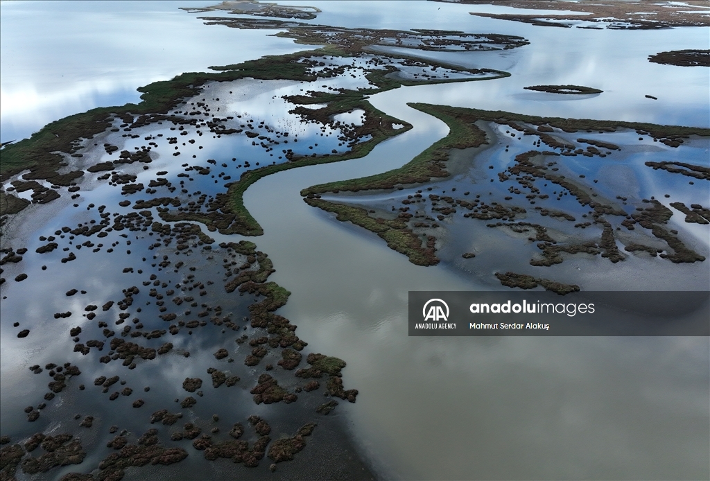 Migratory birds stay in Europe due to hot weather