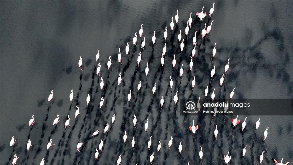 Migratory birds stay in Europe due to hot weather