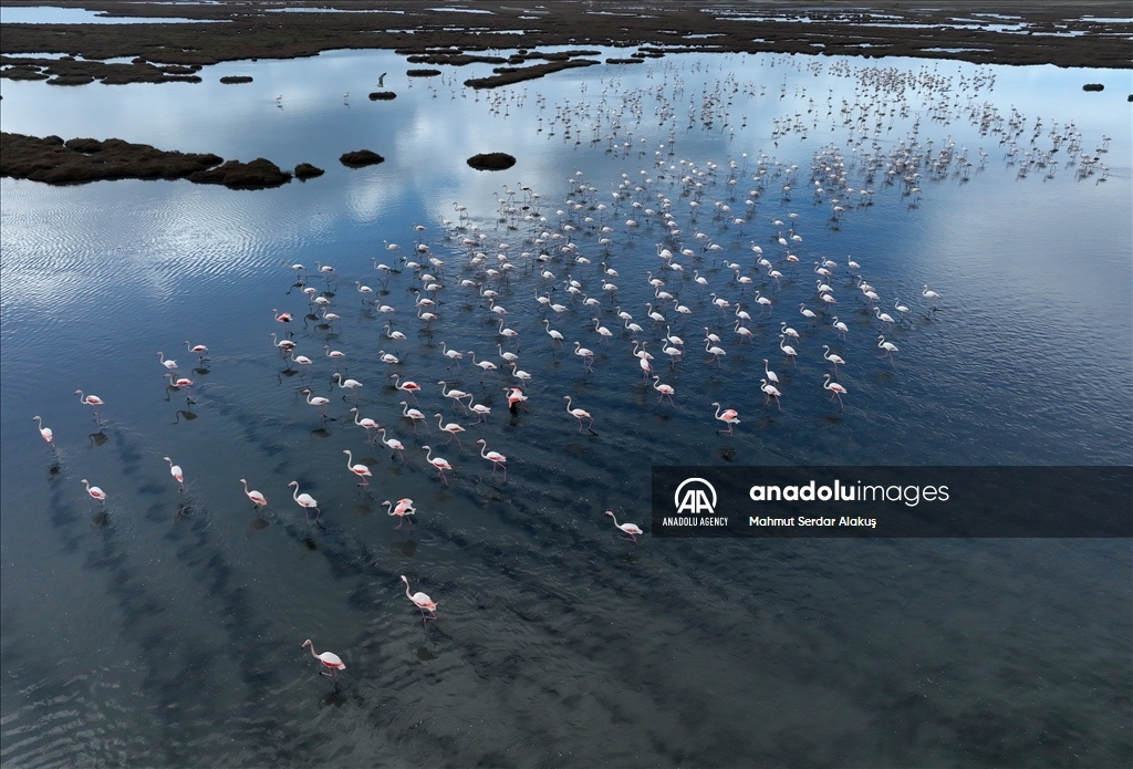 Migratory birds stay in Europe due to hot weather