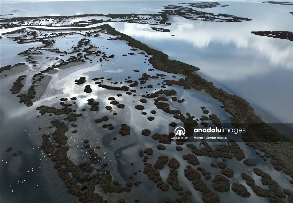 Migratory birds stay in Europe due to hot weather