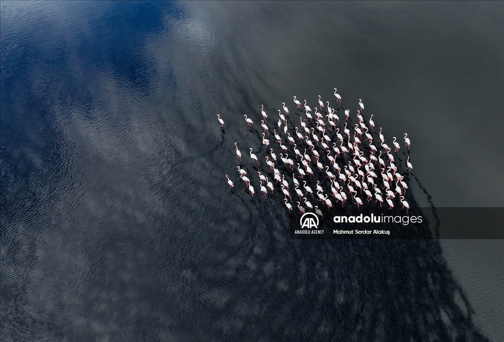 Migratory birds stay in Europe due to hot weather