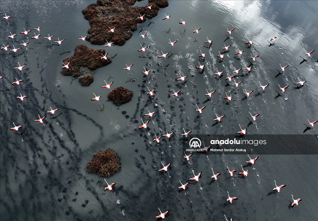 Migratory birds stay in Europe due to hot weather