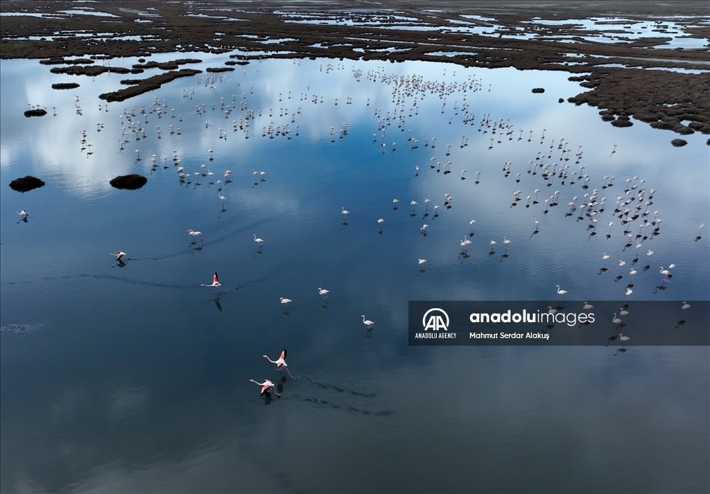 Migratory birds stay in Europe due to hot weather