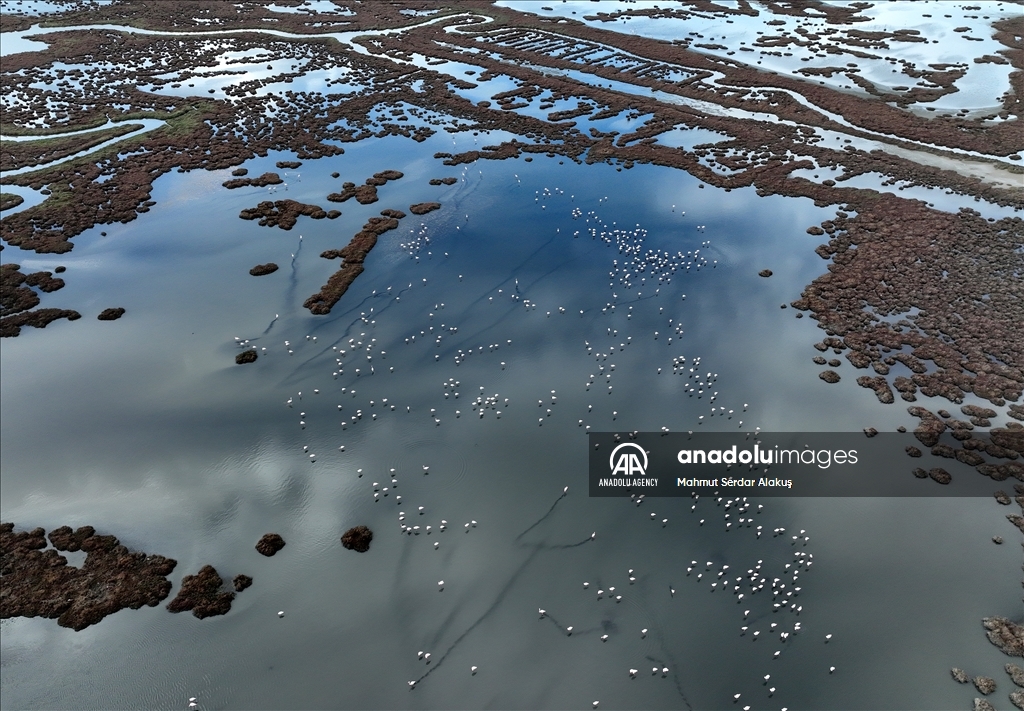 Migratory birds stay in Europe due to hot weather