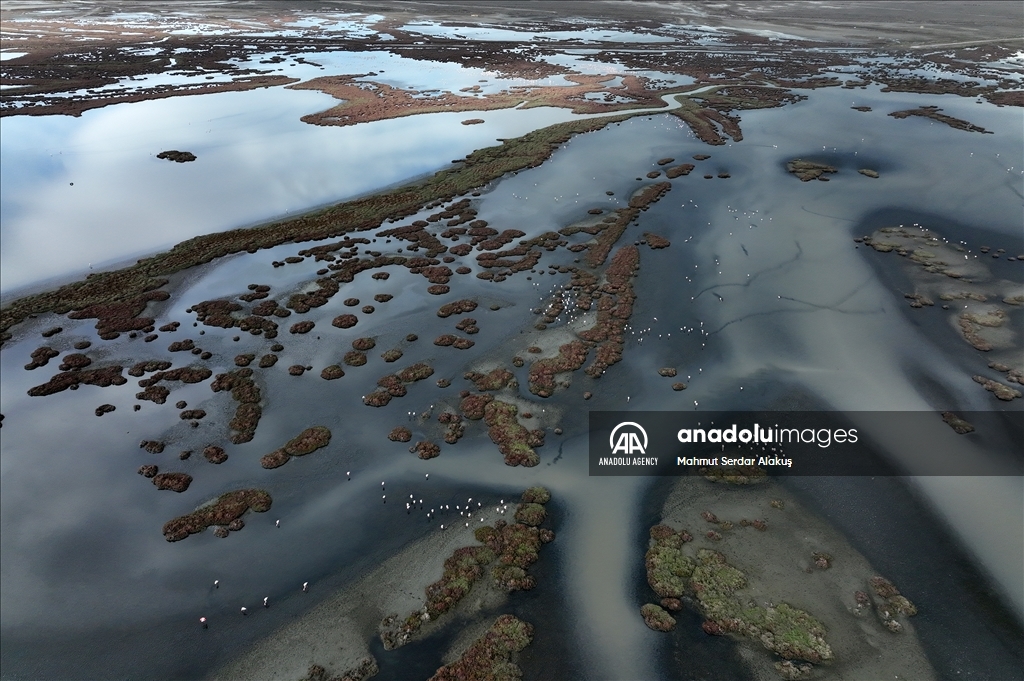 Migratory birds stay in Europe due to hot weather