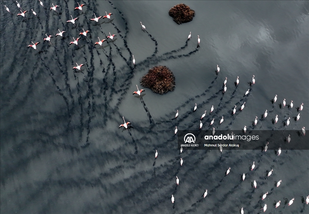 Migratory birds stay in Europe due to hot weather