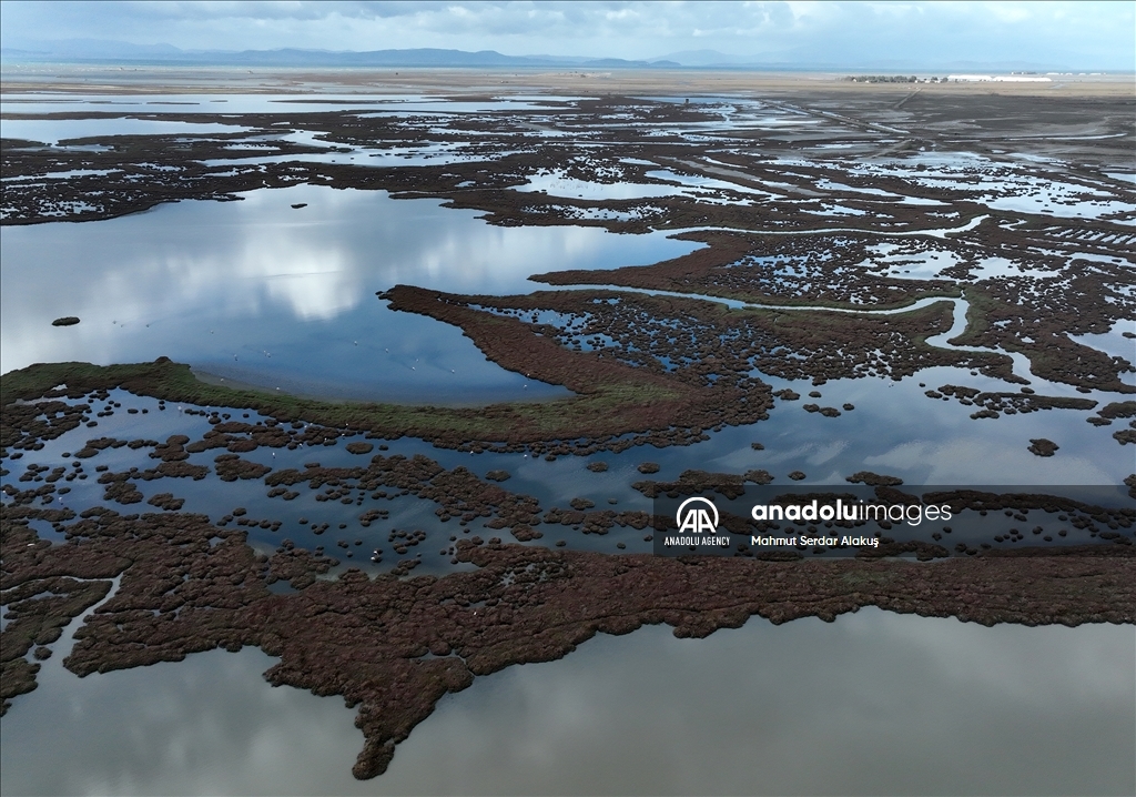 Migratory birds stay in Europe due to hot weather