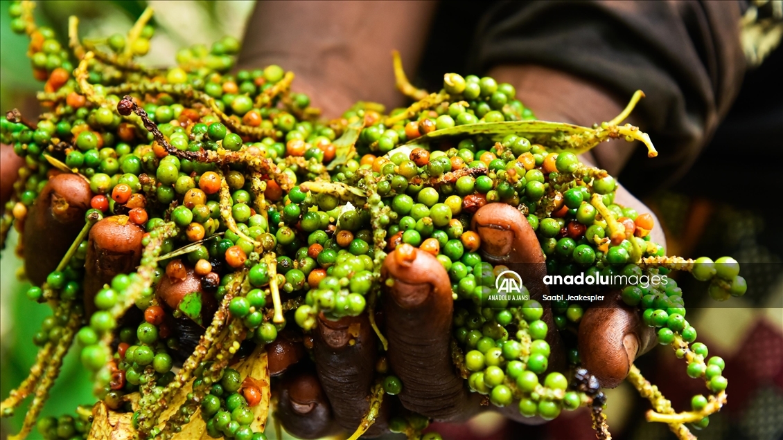 Kamerun'da beyaz biber hasadı