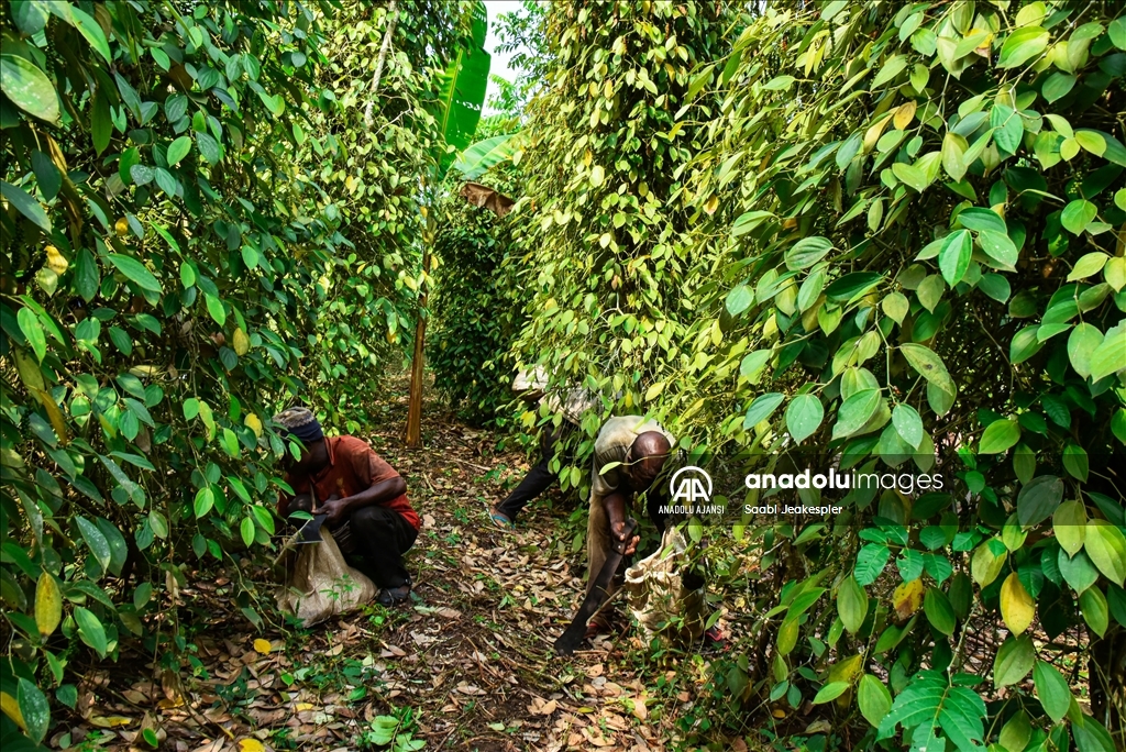 Kamerun'da beyaz biber hasadı