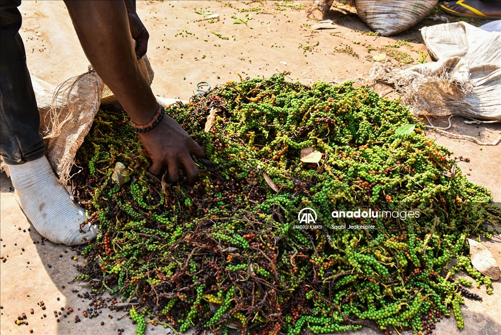 Kamerun'da beyaz biber hasadı