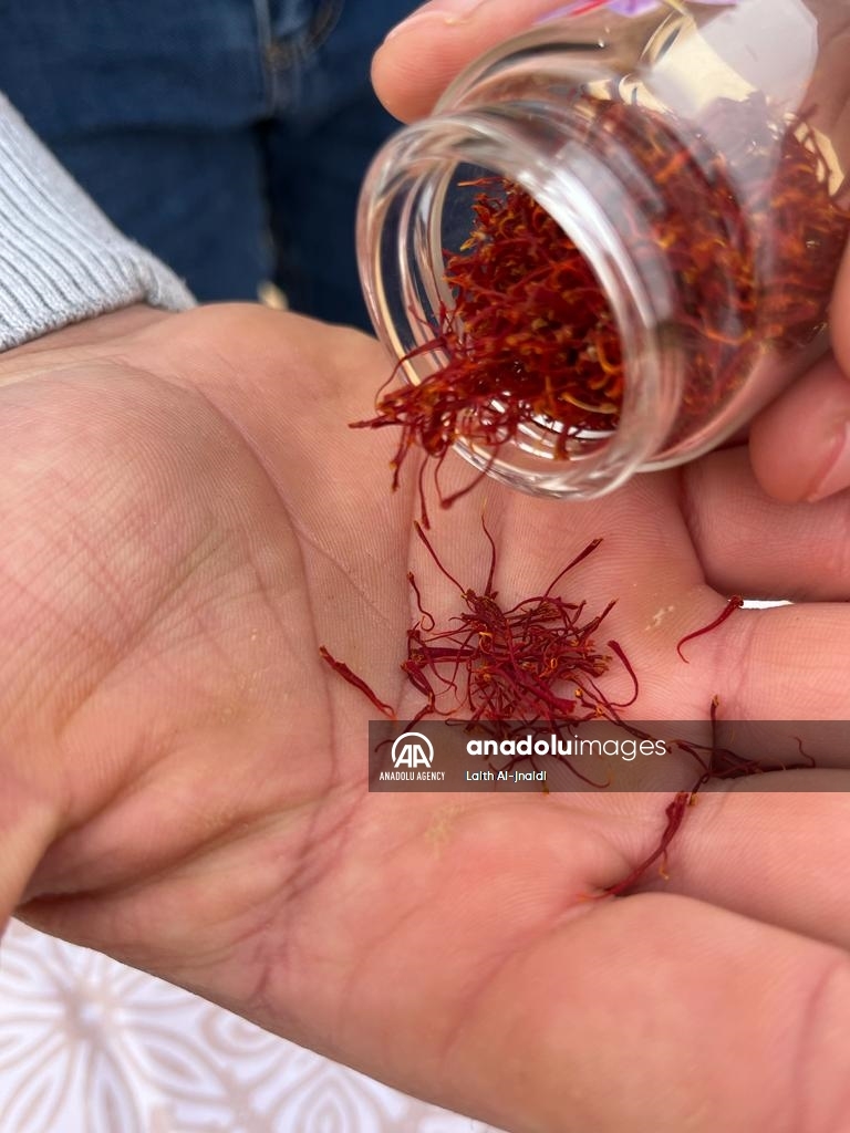 بشر الذنيبات.. شاب أردني ينقذ زعفران مؤاب من الانقراض