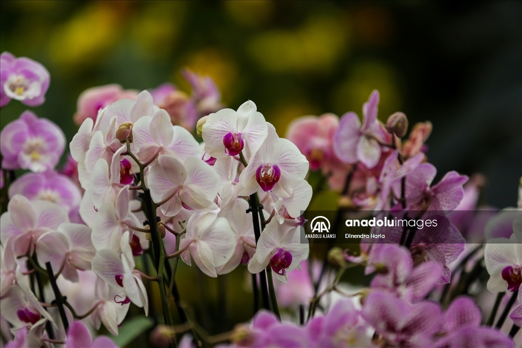 Londra'da Orkide Festivali için Kew Garden'da hazırlıklar devam ediyor