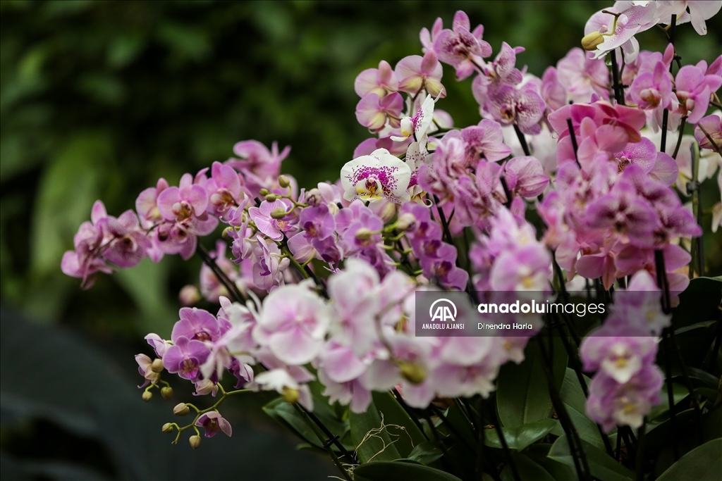 Londra'da Orkide Festivali için Kew Garden'da hazırlıklar devam ediyor