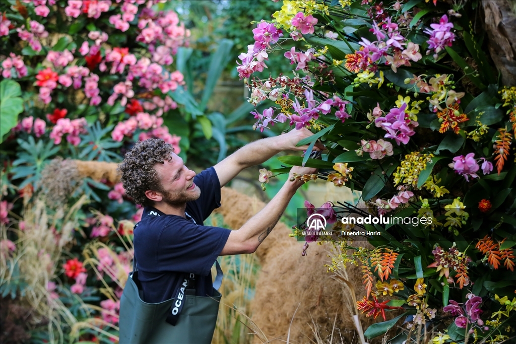Londra'da Orkide Festivali için Kew Garden'da hazırlıklar devam ediyor