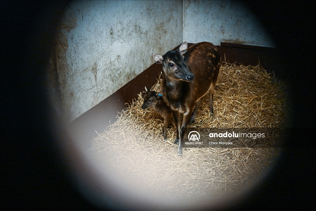 An endangered Visayan spotted sambar deer, just 2 weeks old and one of only around 700 in the world, standing next to its mother at the Poznan Zoo in Poland