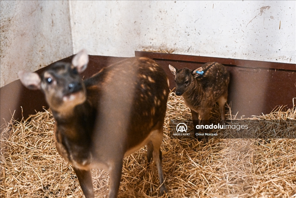 An endangered Visayan spotted sambar deer, just 2 weeks old and one of only around 700 in the world, standing next to its mother at the Poznan Zoo in Poland
