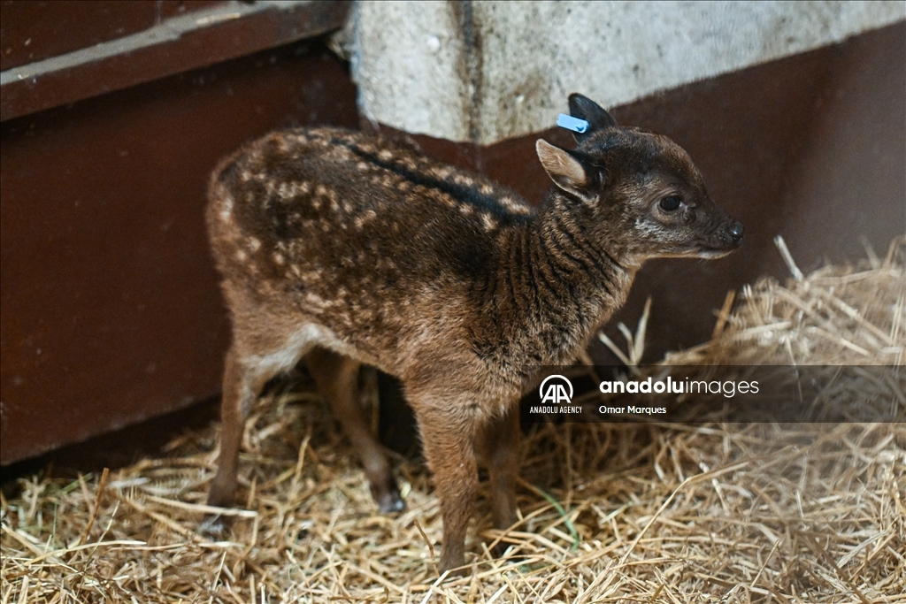 An endangered Visayan spotted sambar deer, just 2 weeks old and one of only around 700 in the world, standing next to its mother at the Poznan Zoo in Poland