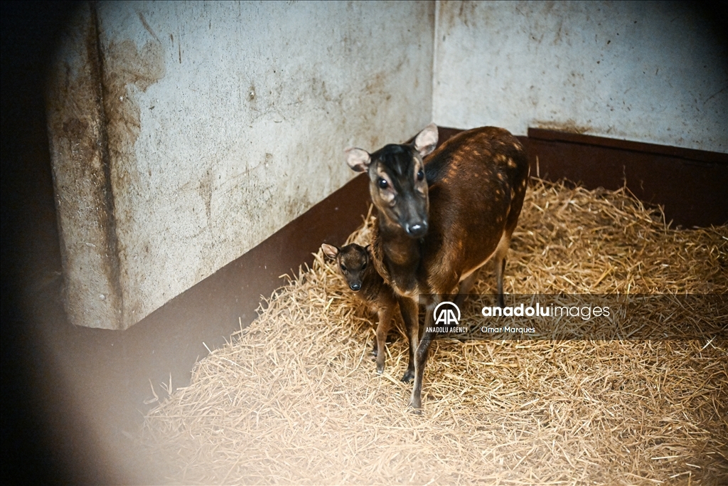 An endangered Visayan spotted sambar deer, just 2 weeks old and one of only around 700 in the world, standing next to its mother at the Poznan Zoo in Poland