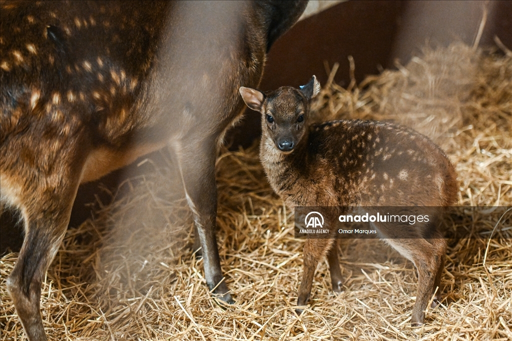 An endangered Visayan spotted sambar deer, just 2 weeks old and one of only  around 700 in the world, standing next to its mother at the Poznan Zoo in  Poland - Anadolu Agency