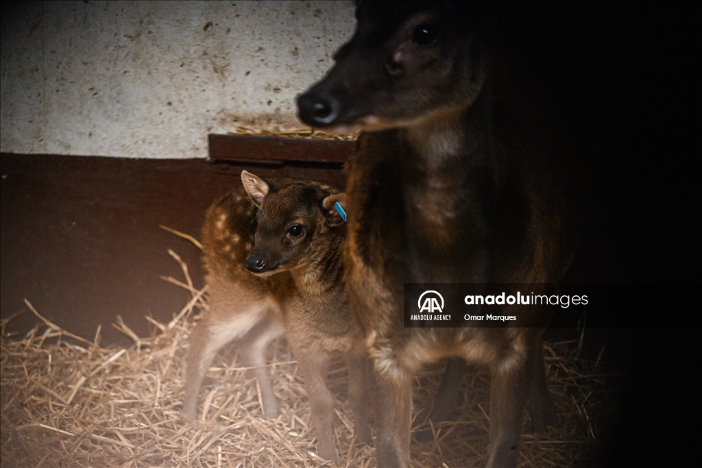 An endangered Visayan spotted sambar deer, just 2 weeks old and one of only around 700 in the world, standing next to its mother at the Poznan Zoo in Poland