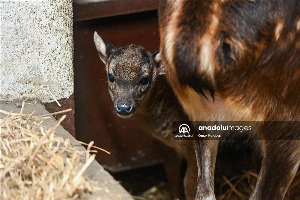 An endangered Visayan spotted sambar deer, just 2 weeks old and one of only around 700 in the world, standing next to its mother at the Poznan Zoo in Poland