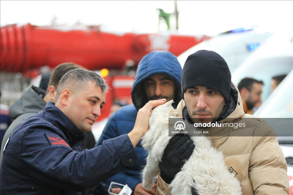 A cat rescued under rubble in Turkiye's Diyarbakir