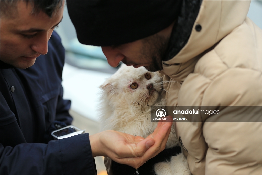 A cat rescued under rubble in Turkiye's Diyarbakir