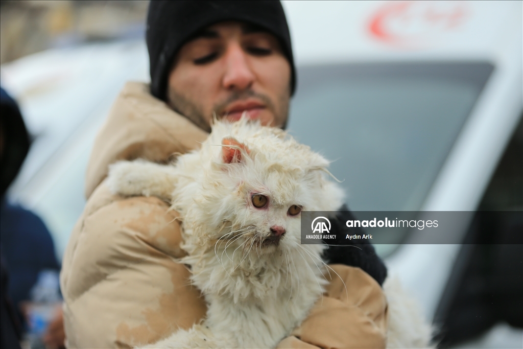 A cat rescued under rubble in Turkiye's Diyarbakir