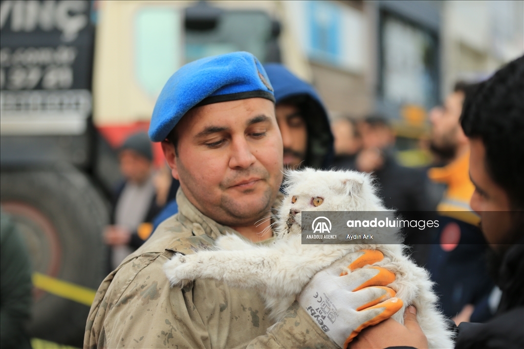 A cat rescued under rubble in Turkiye's Diyarbakir