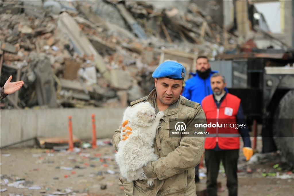 A cat rescued under rubble in Turkiye's Diyarbakir