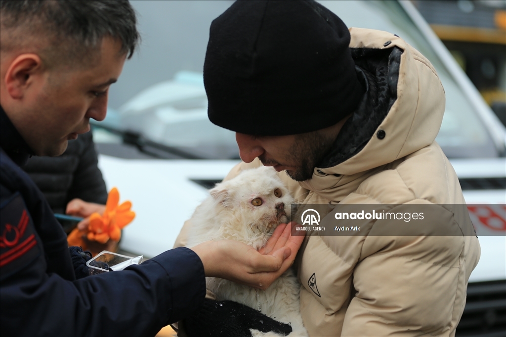 A cat rescued under rubble in Turkiye's Diyarbakir