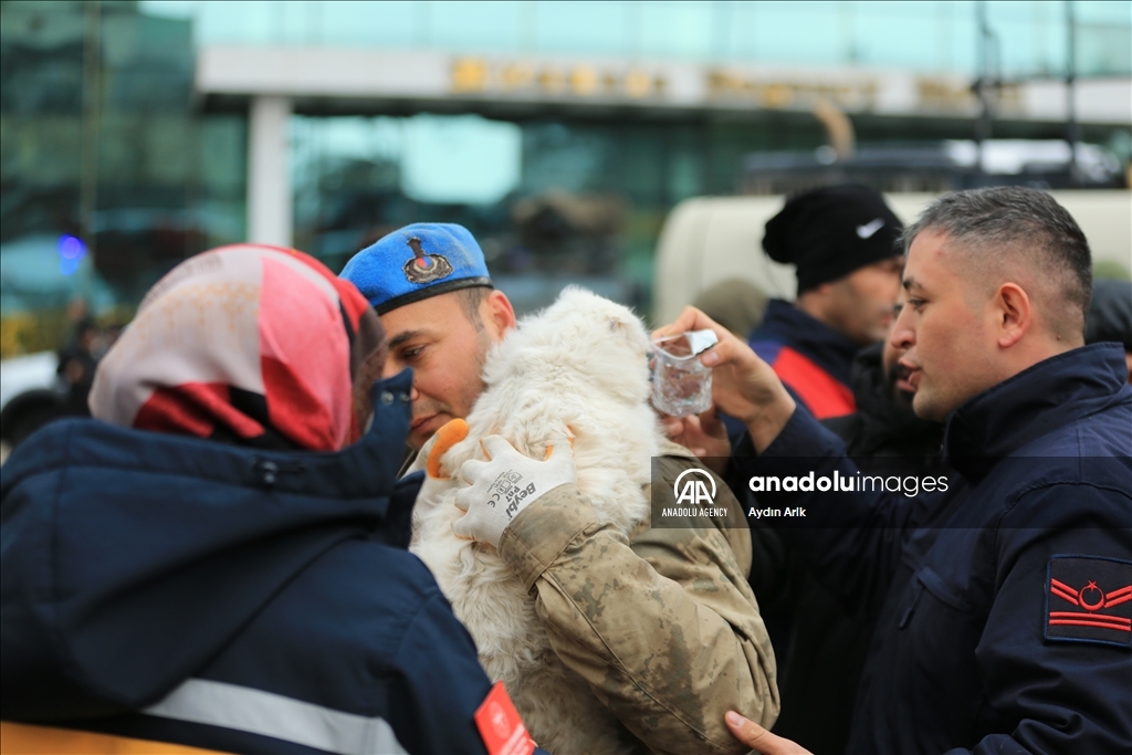 A cat rescued under rubble in Turkiye's Diyarbakir