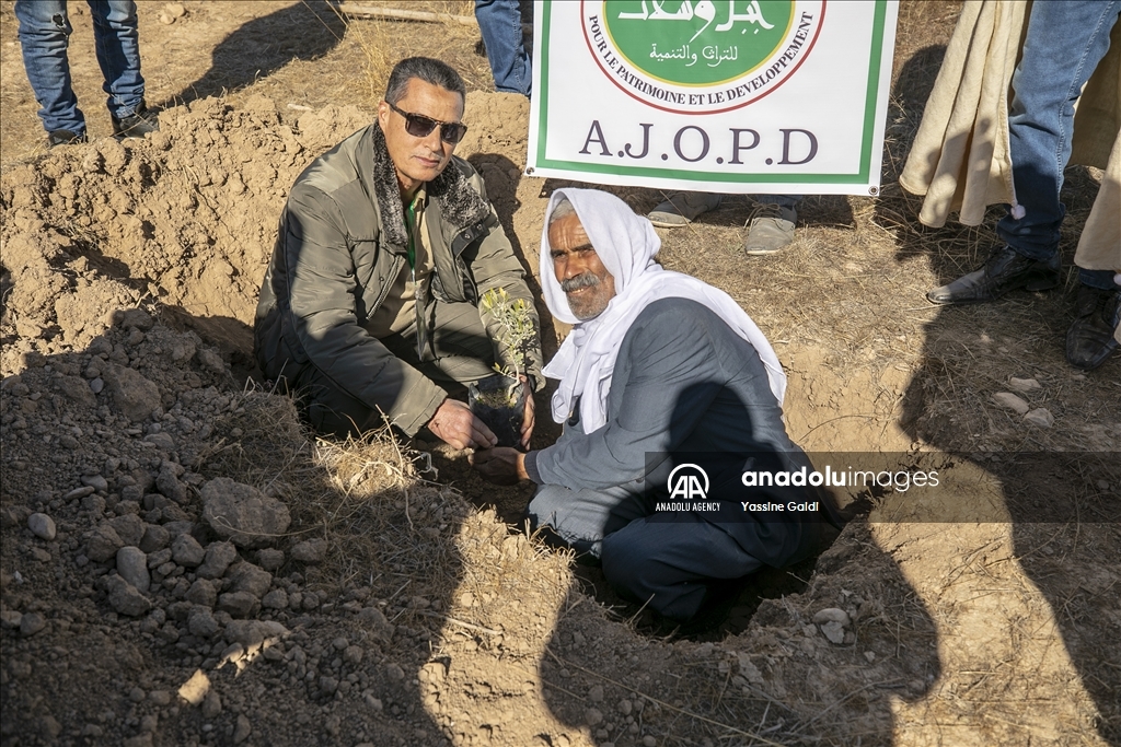 مبادرة تونسية.. 8 آلاف شجرة زيتون جديدة في القيروان 