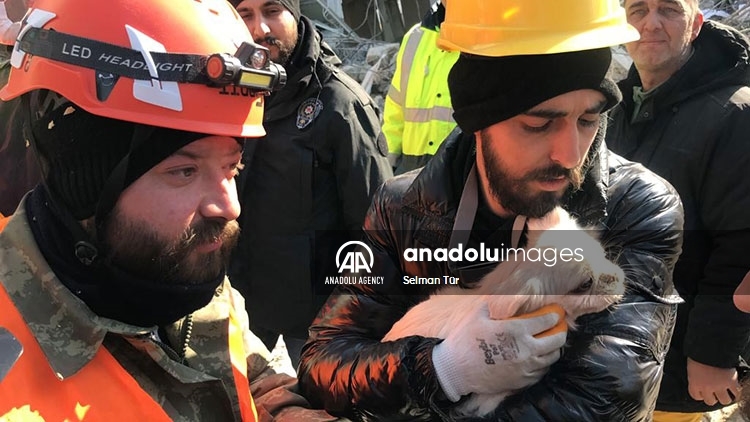 Türkiye : une chienne guide les secouristes jusqu'à l'emplacement de sa maîtresse sous les décombres	