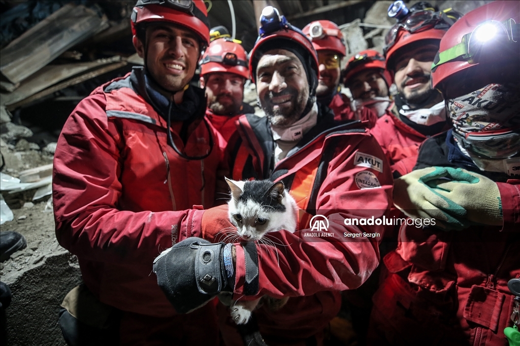 Un bello gatito fue rescatado en Turquía de entre los escombros